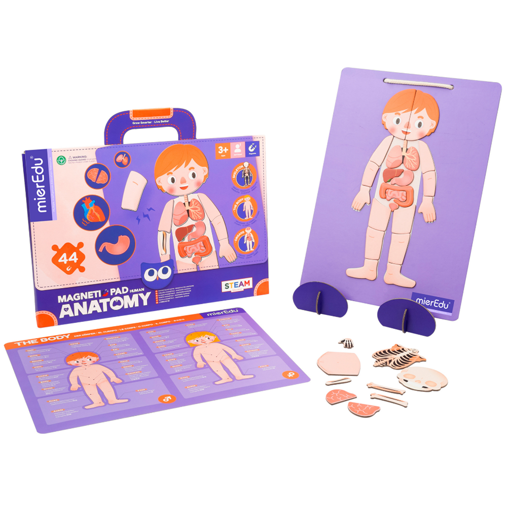 Valigetta Magnetica - Corpo Umano - mierEdu - immagine 2